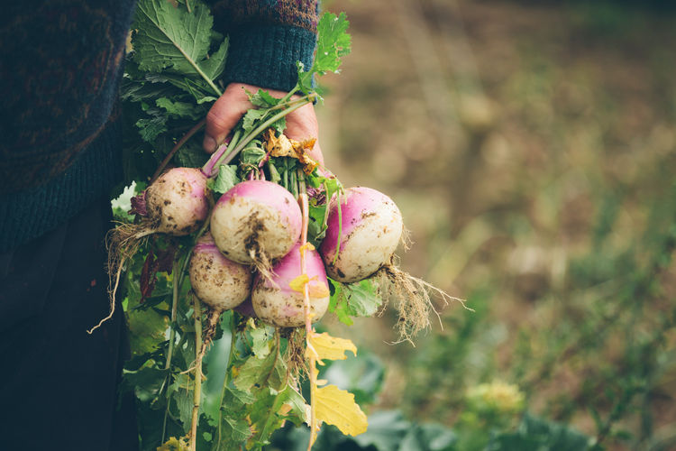 Cropped image of person holding radish on field