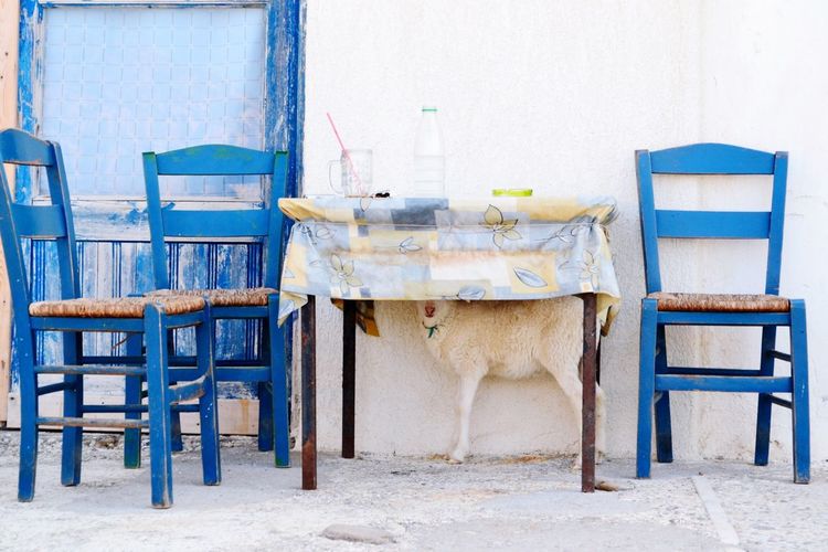 Goat under table outside house