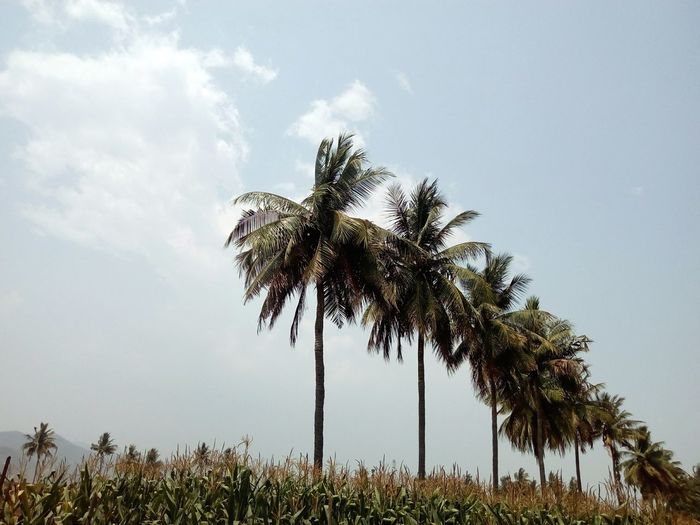 Low angle view of palm tree against sky