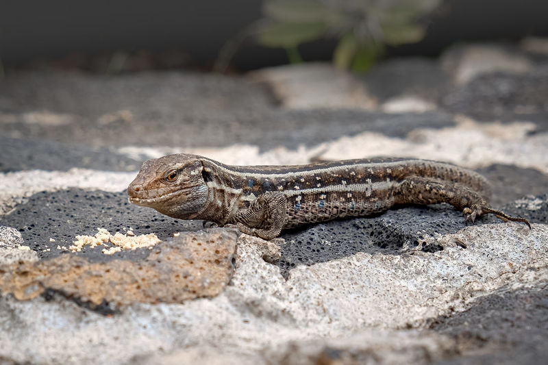 Close-up of lizard on rock