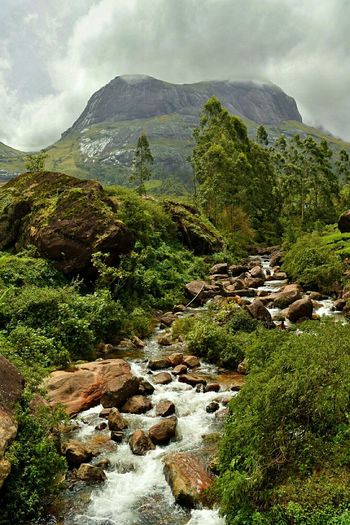 Stream amidst plants against mountain in munnar