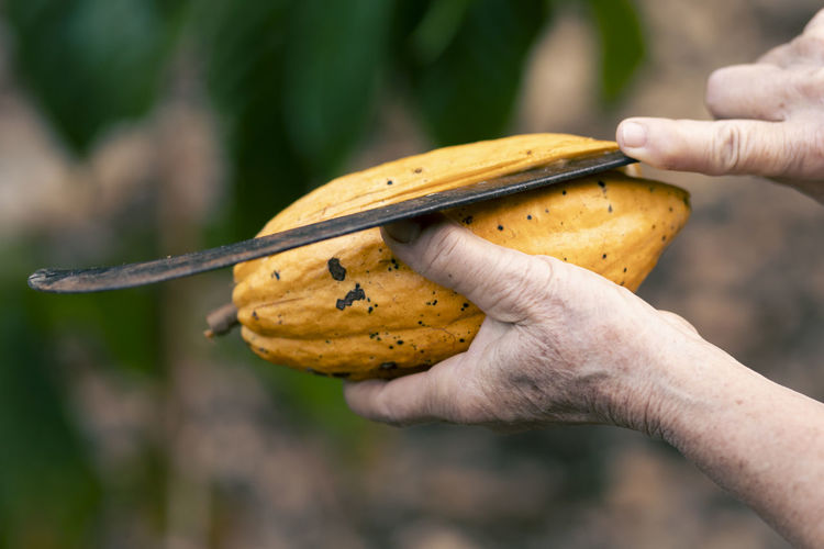 Selective focus bright yellow cocoa in the hand of mature cocoa plantation gardener