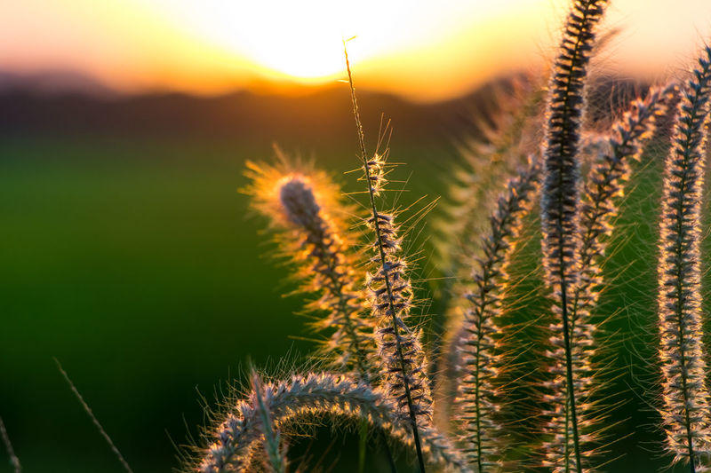 Close-up of plants at sunset
