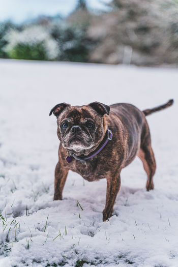 Pug and boston terrier mix dog in the snow. ugly but oddly cute