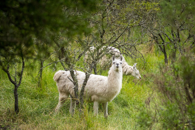 Llamas are very social animals and live with others as a herd