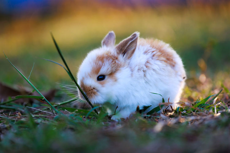 Rabbit on field
