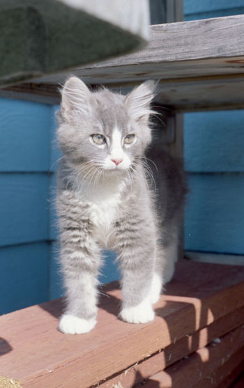 Portrait of gray cat by blue wall outdoors