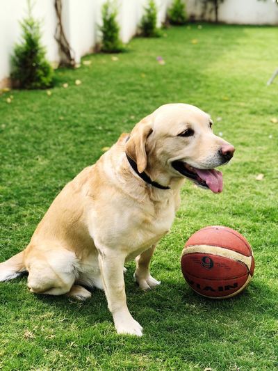 View of dog with ball on field