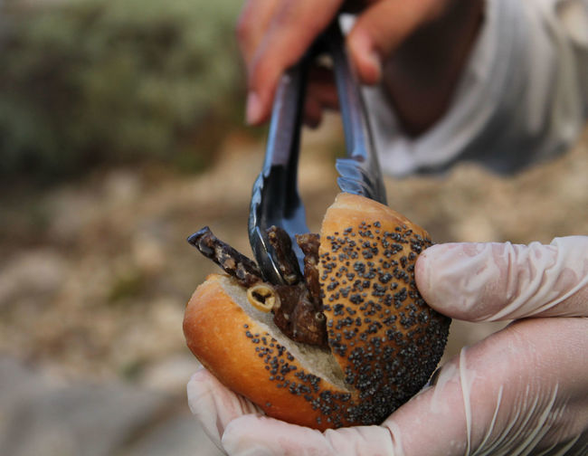 Cropped image of hands holding bun and crab
