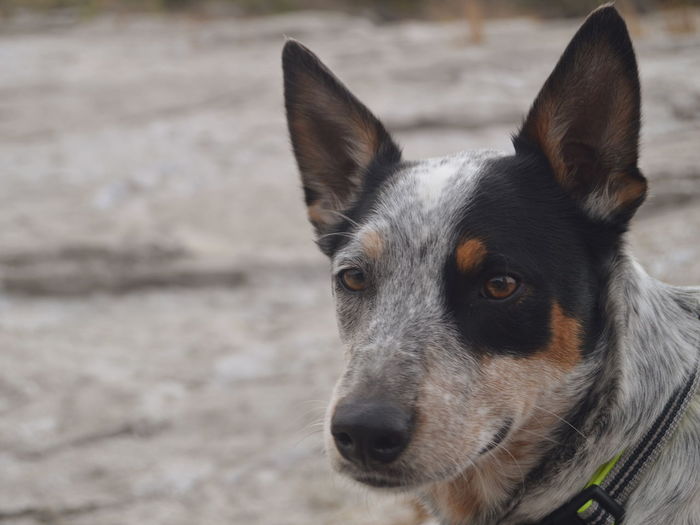 An adult blue heeler is facing the camera 