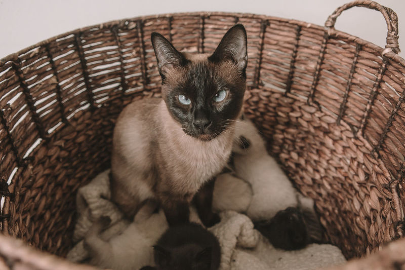 Siamese cat gives birth to litter of 5 - white and black kittens