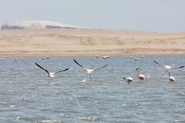 Birds flying over sea against sky