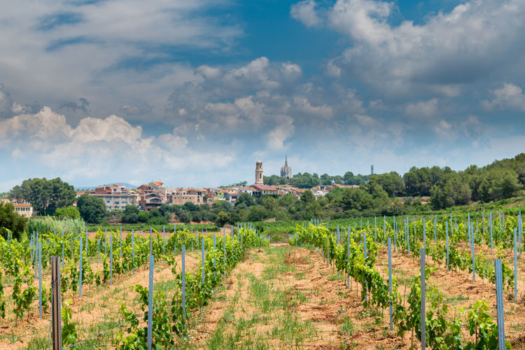 Panoramic view of vineyard against the sky