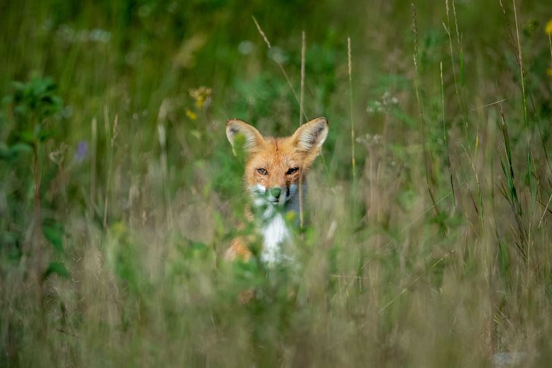 Portrait of fox amidst grass