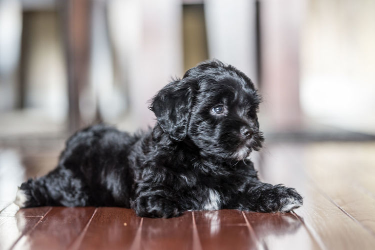 Black dog looking away while standing on hardwood floor