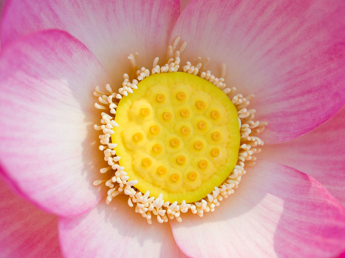 Extreme close-up of pink lotus water lily
