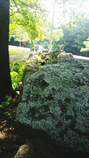 Plants growing on tree