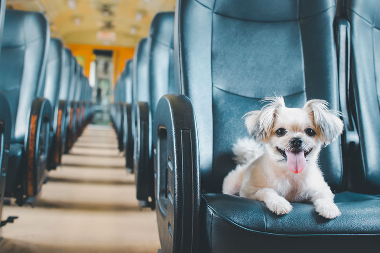 Dog so cute on car seat inside a railway train cabin vintage style wait for vacation travel trip