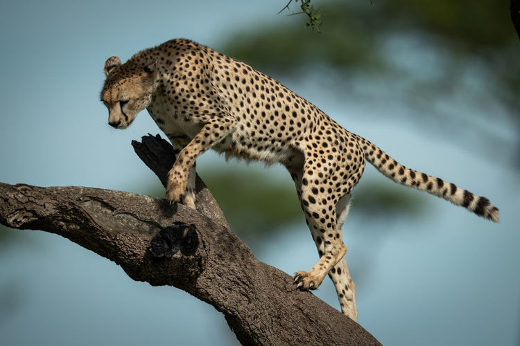 Cheetah standing on tree trunk