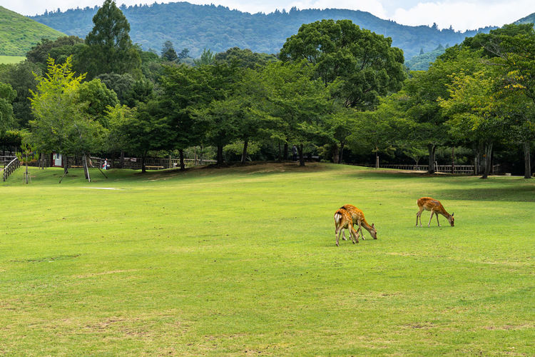 Deer at nara park, japan
