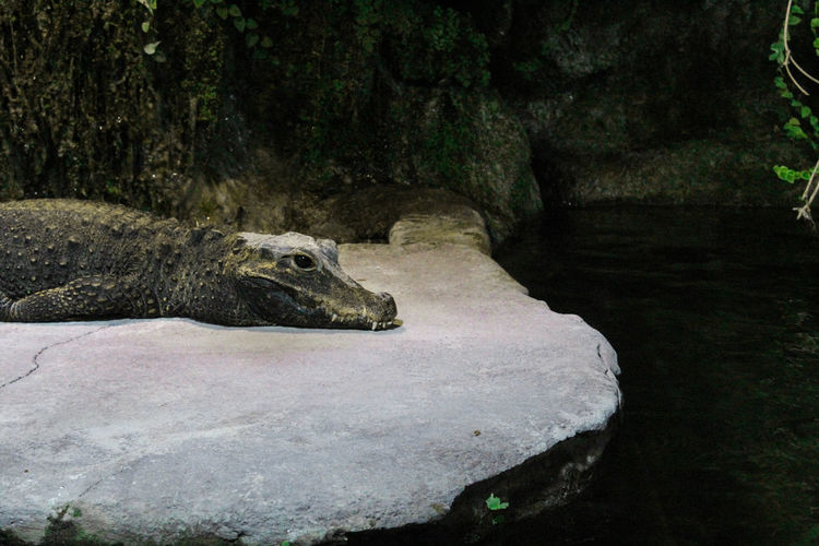 Alligator on rock at zoo