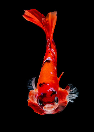 Close-up of orange fish underwater