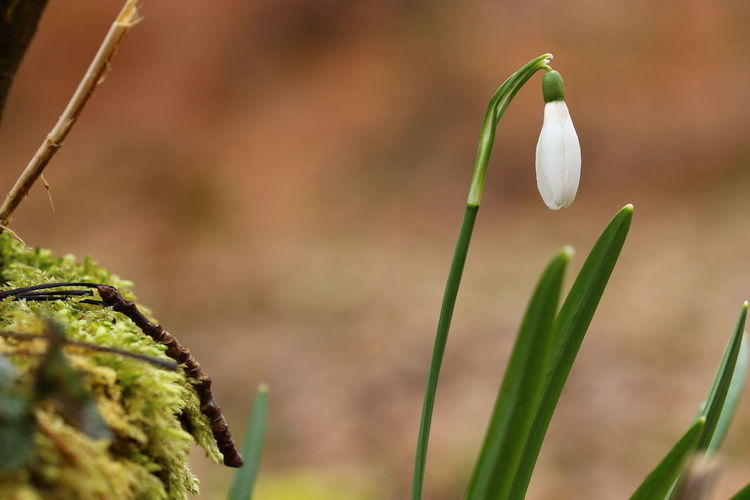 Close up of a flowering and blooming snowdrop