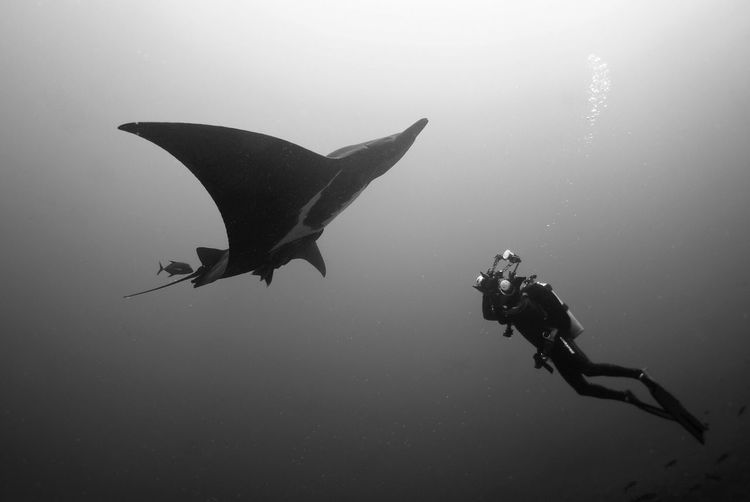Low angle view of scuba driver swimming with manta ray in sea
