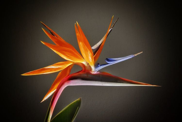 Close-up of bird of paradise flower over black background