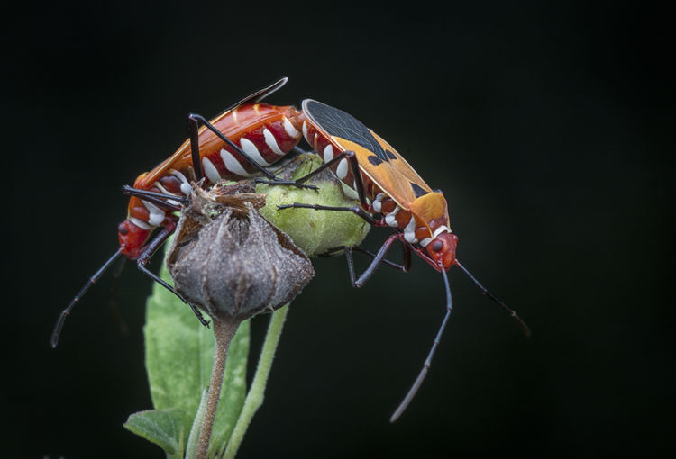 Stainer bugs