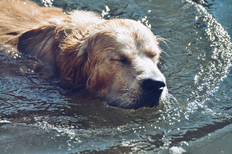 Close-up of dog swimming in water