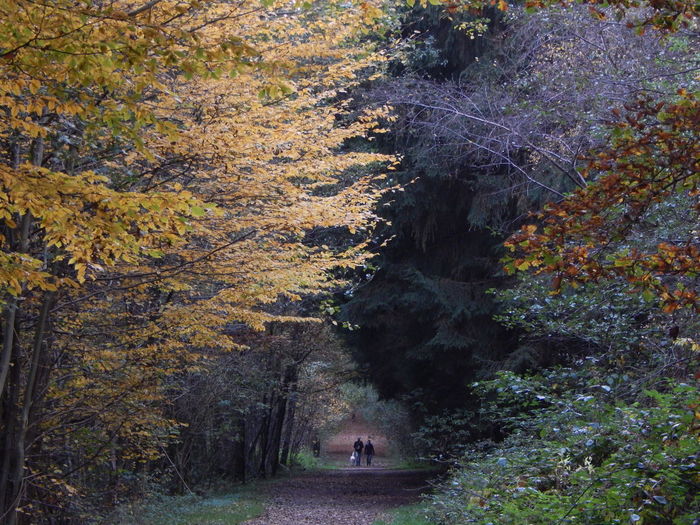People walking with dog on walkway amidst autumn trees in forest