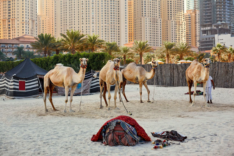 Camels stand on a beach with a bedouin tent and skyscrapers in the background in dubai, travel