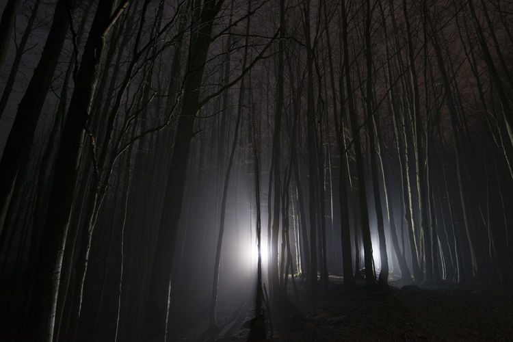 Sunlight streaming through trees in forest at night