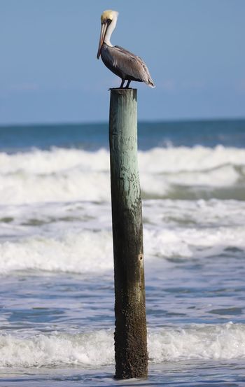 Pelican perching on wooden post in sea