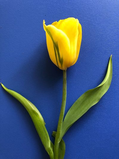 Close-up of yellow tulip flower
