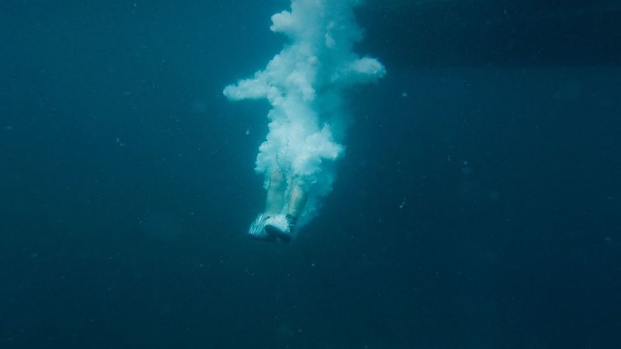 Jellyfish swimming in sea