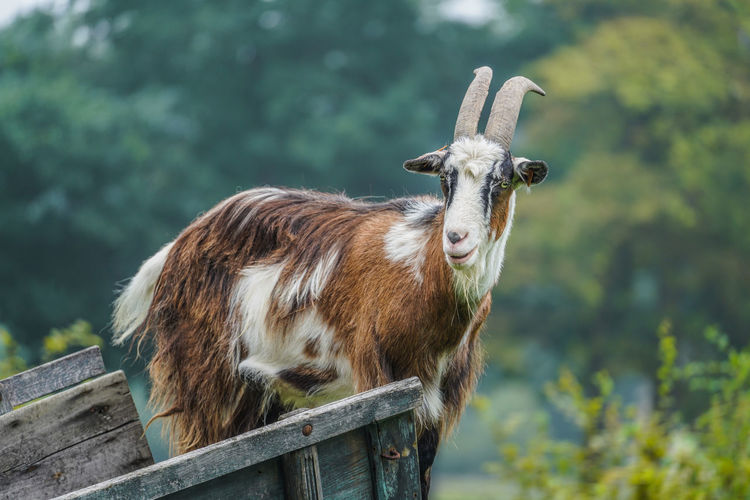 A goat standing in a wagon