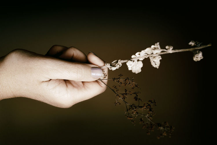 Cropped hand of woman holding plant against blurred background