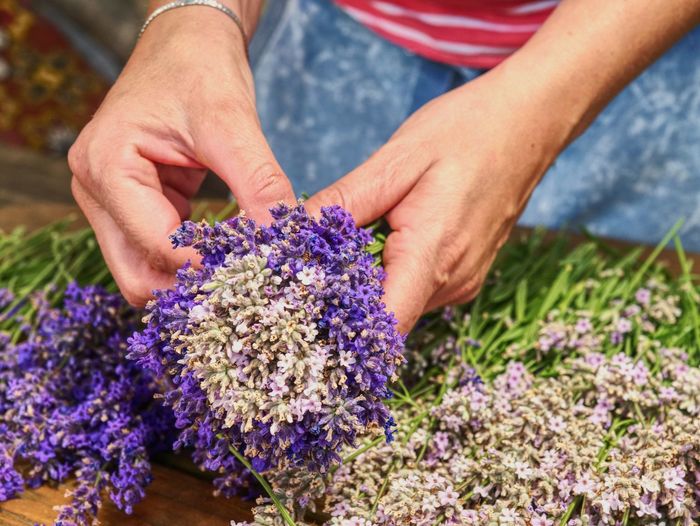 Woman hands binding lavender flowers with scissors and string. gathering a bouquet of lavender.