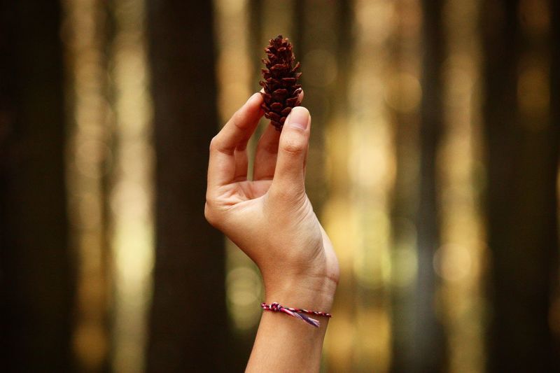 Cropped image of hand holding pine cone