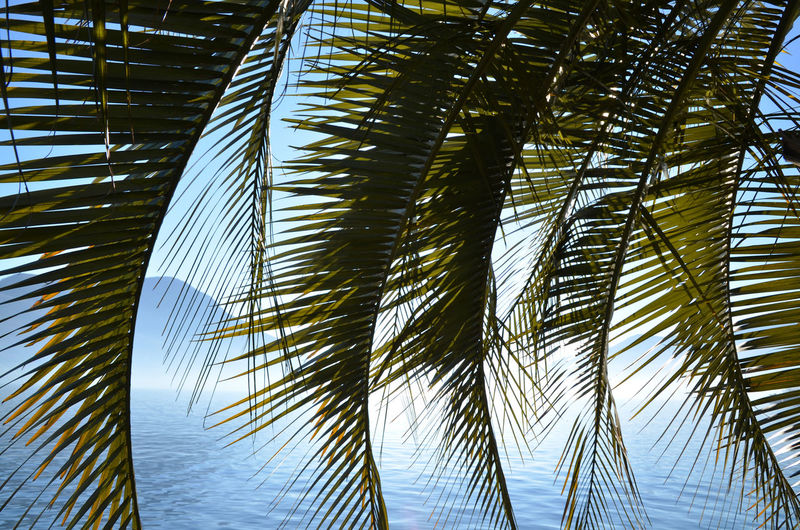 Palm leaves against lake