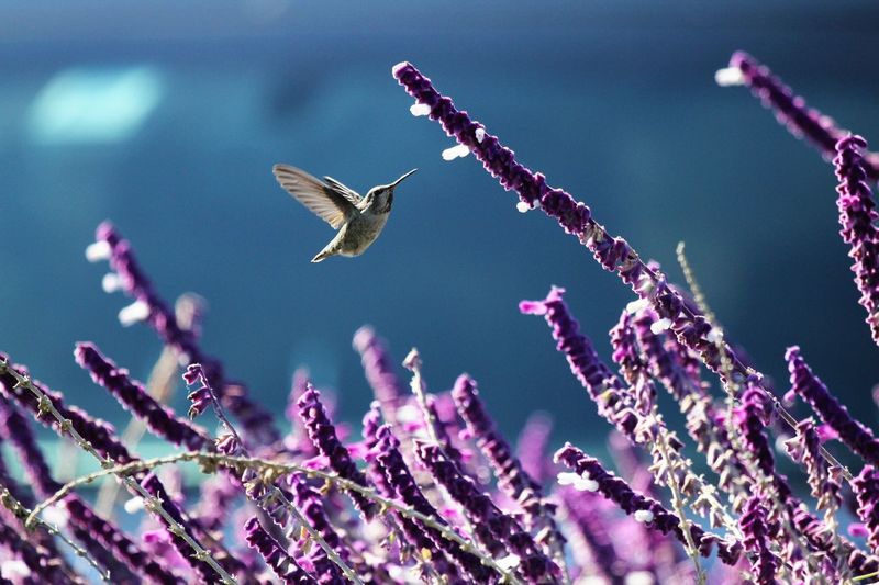 Hummingbird flying over purple flowers
