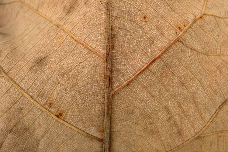 Full frame shot of autumnal leaf