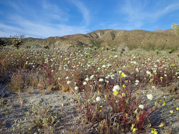 50 Ocotillo Pictures Hd Download Authentic Images On Eyeem