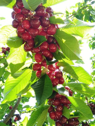 Close-up of red berries growing on tree