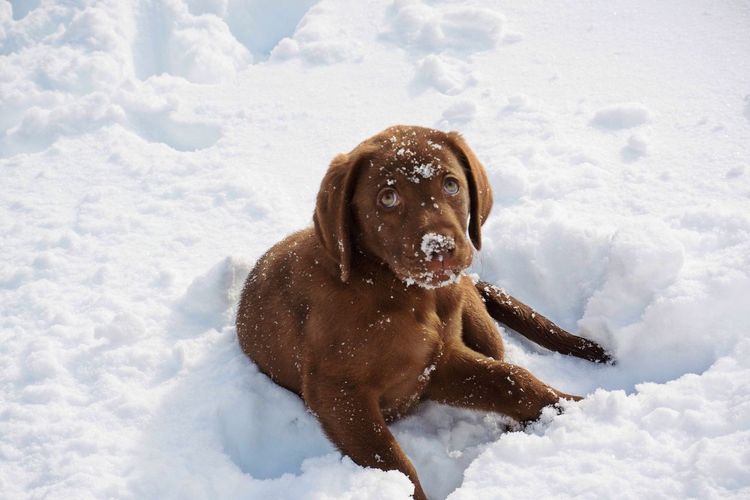 Close-up of chocolate labrador puppy on snow covered field