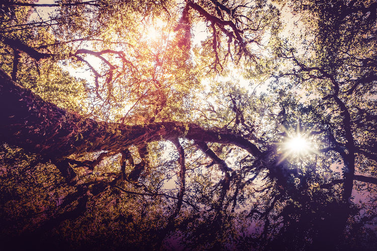Low angle view of sunlight streaming through tree