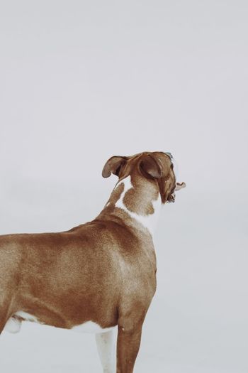 Dog looking away against white background