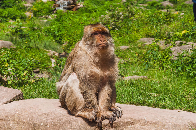 Monkey sitting on rock